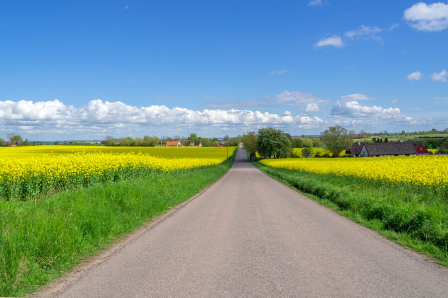 Road through the raps field in a sunny day, South Sweden